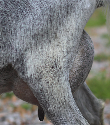 Lesperance Steel Vengeance 